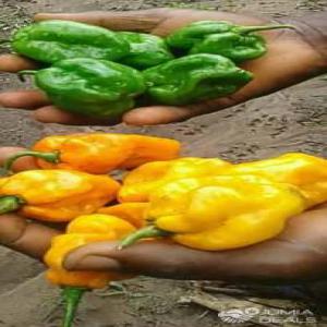 Recherche un potentiel acheteur de fruits et légu - fruits et légumes recherche un potentiel acheteur de piment bing sun en cours de production sur hectare quantité estimé entre 30 et 40 tonnes