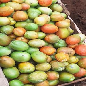 Fruits et légumes frais d'Afrique - fruits et légumes je suis un homme de 30ans camerounais agriculteur de profession cherchant à étendre la vente et la connaissance de mes produits .--je suis à la recherche des potentiels clients dans le tiers monde.--actuellement j'exporte au gabon et je cherche une extension.