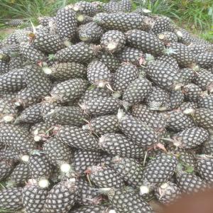 Ananas ivoirien cherche grossiste - fruits et légumes vous avons un groupe de jeune production d'ananas en côte d'ivoire,  précisément dans la région de yamoussoukro-gourouminakro,  avec une superficie de plus de 17 ha,  une production mensuelle de plus de 15 tonnes actuellement.  exploitation se trouve en bordure de l'autoroute