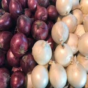 vente oignon rouge et blanc - fruits et légumes bonjour, --nous pouvons vous fournir de oignon rouge et blanc de saison,  de bonne qualité et à prix concurrentielle, --n'hésitez pas de nous contacter pour avoir nos meilleurs offres de prix,  merci