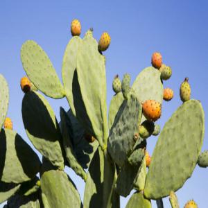 Figuier de barbarie pour extractiond'huile - matiere vegetale je suis un enseignant chercheur malgache intéressee par le figuier de barbarie comme source de richesse et de sécurité alimentaire pour la zone à grande potentialité dans le sud de madagascar. donc je cherche un partenaire qui peut monter ensemble un projet d'explo