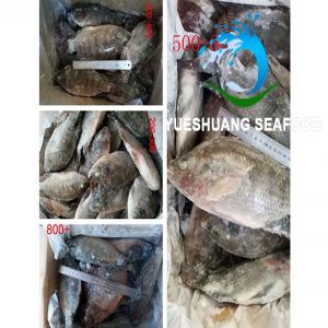 Tilapia a Vendre sur Abidjan - poissons nous avons presentement 2 conteneurs de poisson tilapia en partance pour abidjan et un autre deja a destination a vendre.--le client s'est desiste et donc nous revendons le stock a bas prix.--contactez nous pour plus de details.--n.b- plaisantins s'abstenir--