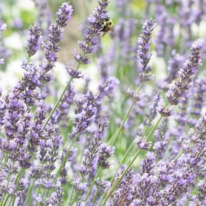 BULGARIAN LAVENDER OIL - olis pure bulgarian lavender oil. price- 45 eur/kg--packaging- 180 kg barrels or 1/5/10 kg stainless steel drums--samples and analysis on request--