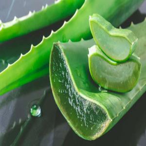 Aloe Vera - autres bonjour, --pour les structures qui travaillent dans l'esthétique et ayant besoin de certains produits cosmétiques bio. nous vous proposons des aloe vera en grande quantité.--vous pouvez nous contacter en cas de besoin.--merci