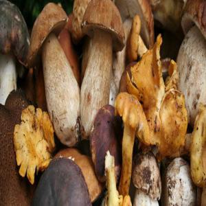 Wild growing mushrooms  -  yeast fungus upon customer request we are able to supply the follow types of fresh/frozen/dried/brined mushrooms---- boletus edulis--- marasmius oreades--- lactarius delisious--- amanita caesarea--- cantarellus cibarius--- craterellus tubaeformis--- craterellus cornucopioides--- craterellus tubaeformis--origin o