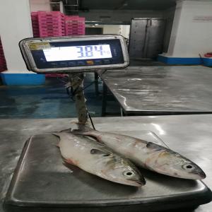 offre mullet gris - poissons on peut offrir le mullet gris taille 600gr-1.5kg --origine- maroc--si vous etes interessé n'hesitez pas a me contacter --