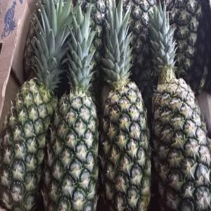  Mangue - Ananas - fruits et légumes bonjour,  société internationale spécialisée dans l'exportation de fruits et légumes exotiques d'origine africaine. nous sommes basées en france et en afrique. nous sommes en mesure de vous garantir une qualité supérieure de nos différent