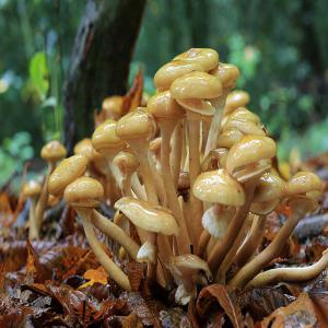 Armillaria mellea (Pourridié-agaric) -  yeast fungus in this very moment we've got harvesting armillaria mellea (pourridié-agaric) in bulgaria. upon your request we are able to supply  fresh or blanched mushrooms-up to full truck load. we are able to do retail packing or private labeling as well!