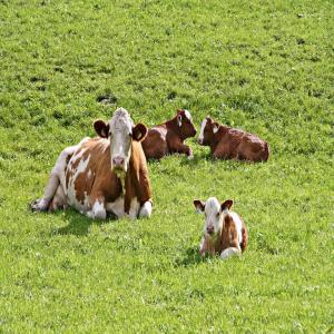 Export des génisses  et veaux d'engraissement