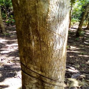 Plantation de 11 hectares de teck en vente - bois charbon fibre bonjour--nous recherchons acheteurs pour 11 hectares de teck de 22ans dans le sud comoé(côte d'ivoire).--circonference des bois -75 cm et plus--1200 pieds /hectare--prix discutable--merci