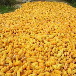 Yellow and White Maize ready for sale - seed plant seed global argo suppliers do supply dry good quality yellow and white corn at a very considerable price all over the world. the inputs,  which included seeds of genetically modified (gm) yellow corn,  were given as part of the plant,  plant,  plant program of da secretary william dar.--    --to have an idea