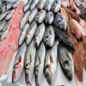 POISSONS FRAIS -POISSONS CONGELES - poissons société marocaine de commerce et export de poissons en toute variete congeles et frais avec qualite superieur et meilleurs condition d' exportation n hesiter pas de nous ecrire.----fob-cnf et cif