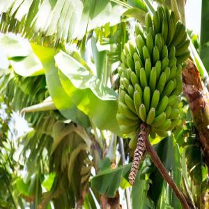 Exploitant Produits de Colombie - café cacao thé bonjours ---faisant le pont entre la france et la colombie, --je suis producteur de différents produits,  comme le café (toaste,  et non toaste,  moulut,  et non,  moulut,  a son état naturel vert) cacao (en poudre,  beurre,  fèves de cacao de très bonne qualité. tr&