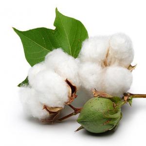 Cotton Seed, Graine de Coton - cereals nous recherchons un acquéreur ou client potentiel pour un stock de 10 000 tonnes de coton graine détenu par une société agréée en contrat déjà établie pour plus d'informations n'hésitez pas à nous contacter-----------------