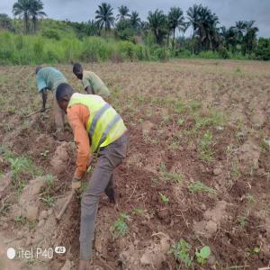 Exploitation agricole  - fruits et légumes nous societe agricocole de congo centrale, nous sommes activement a la recherche des partenaires pour travailler enssemble dans notre exploitation agricole dans les domaines de culture maraicheres, les cultures vivrieres e l'elevage. --nos terrains d'exploitation agricole se trouvent dans la republiqu