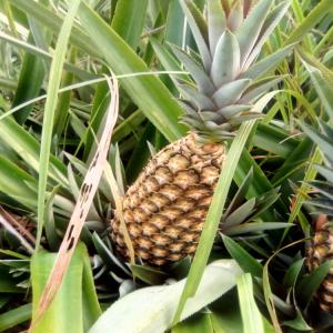 VENTE D'EXPORTATION | ANANAS  - autres madames et monsieur nous somme a la recherche des partenaire dans le besoin du matière première origine béninoise,  nous somme a la recherche d'un contrat sérieux afin de mettre cette matière première pour l'export-   pain de sucre et cayenne lisse  .