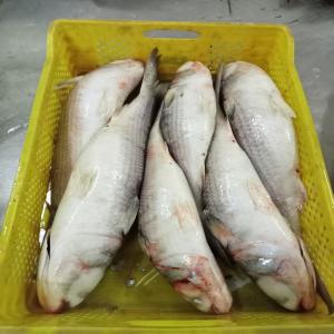 Mugil cephalus - poissons nous vous offrons un produit de bon qualité --mugil cephalus--size - 1-1.5 kg--qualité - a--origine - morocco dakhla--stock disponible - 150 t