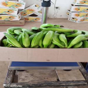 Banane plantain verte exporté - autres nous cultivons de la banane plantain sur une superficie de 200 hectares dont la production varie entre 20 tonnes à 40000 tonnes par mois pour l'export dont la vente se se fait au kilogramme.