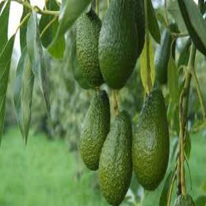 Demande d'Achat 500 Tone d'avocat Type Hass - fruits et légumes j ai un client sérieux pour l'achat d'un 500 tonnes d'avocat type hasse avec un prix de 20+1 dhs 