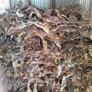 Cow hides and skins  - other cow hides and skins available for sale at very affordable prices. what you see is what you get. please give us a trial. we hope to be able to supply you quality products at affordable prices. we also want to be able to keep you as our customers.