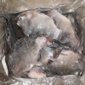 Tilapia whole round, tilapia gutted&scaled,fillet - fish frozen tilapia whole round, iqf--sizes from 100g-1000g. --glazing-0-30% glazing--packing- bulk packing or block frozen 10kg/carton----