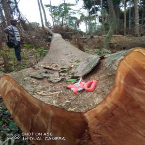 Vente des bois (grumes et sciés) - bois charbon fibre essences disponibles - iroko,  sapelli,  wenge,  doussié,  afromosia,  bilinga,  bubinga,  tali,  padouk...----nous avons plusieurs sites d'exploitation dans différentes provinces de la rdc et pouvons fournir de grandes quantités.----modes de paiement acceptés - l/c (lettre de cr