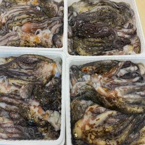 OCTOPUS origin Morocco  - fish octopus block and iqf. --origin morocco.-- for export. --japanese block pack and frozen block.-- iqf flower. --tt payment. --lc- no. --season starts in december.