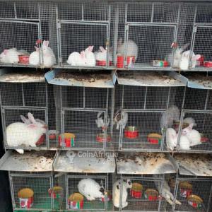 Vente de lapins - animaux vivants ventes de lapins toute rare partout en côte d'ivoire...les prix varient de 5000 à 8000 selon la rare et le poids de l'animal.--livraison prise en charge à partir de 10 lapins. 