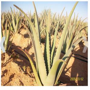 Gel d’aloe vera  - autres première usine sud tunisienne dans la production et la transformation du gel d'aloe vera à partir d'une matière première cultivée soigneusement dans des champs à sols fécondés où nous élaborons des produits d'excellente qualité de