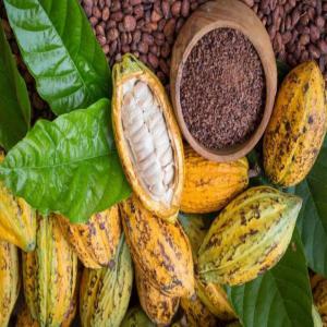 Producteur de cacao Brésil agriculture familial - café cacao thé bonjour .--nous sommes une coopérative situé au brésil dans l´etat de bahia --nous travaillons avec un cacao de qualité respectant l´environnement. --nous envoyons directement la matiére premiere de cacao  ou le chocolat déja transformé en fonction du