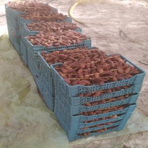 Dattes Deglet Nour - fruits et légumes we import deglet nour dates from tunisia and distribute them all over the world.----we have the 2021 production,  premium quality dates,  first category.----we have packages of 1kg and 5kg of branched or standard dates.