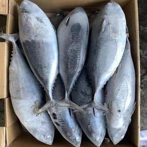 poissons surgeles a vendre - poissons bonjour,  --nous sommes une entreprise chinoise spécialisée dans les produits de mer et les boites de conserves de poissons.--pour cette fin d'annee, nous vous proposons des stocks illimites de poissons surgeles a vendre a des prix tres interessants --espece- maquereaux, faux thon, sosso, t