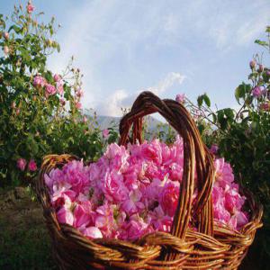 Eaux florales  - épices aromates nous sommes producteur des huiles essentielles et hydrolats.nous avons gamme de produit diversifiés(hydrolat de rose de damas, fleur d'oranger, géranium, romarin...).nous cherchons des partenaires et des grossiste des hydrolats et huiles essentielles.