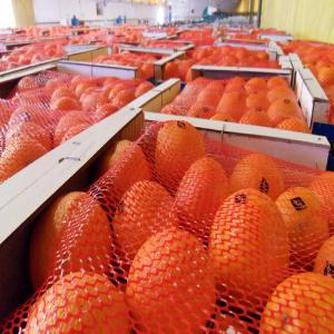 Exportation Orange  - fruits et légumes je suis une directrice de service export concernant des fruits et légumes et surtout les oranges avec une très bonne qualité et prix trop compétitif --nous nous disposons de nos propres fermes au maroc ainsi nos stations des conditionnement--cordialement ----