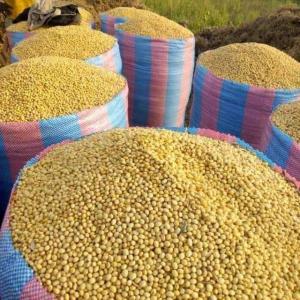 tropical products (soybeans) - autres hello, --we are looking for buyers or partners of tropical products (soybeans). we are in benin.----  