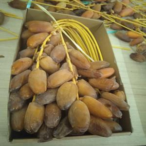 Offre Dattes Algeriennes  - fruits et légumes nous spécialisons dans l'export des dattes algeriennes.--nous travaillons avec des agriculteurs dans les zones les plus riches en algérie.--nous exportons exclusivement l'une des meuilleures dattes au monde ' deglet nour' --notre marché principale est le marché europ&eacu