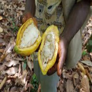 Cacao café - café cacao thé bonjour, --cooperative agricole  camerounaise basé à yaoundé. nous sommes autorisé à exporter du cacao et du café provenant des producteurs locaux par l'oncc (l'office national du cacao et du café).--nous sommes intéressés de construire u