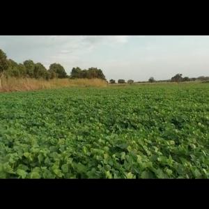 Haricots mungo vertes du ethiopie - céréales bonjour--je recherche un acheteur des haricots mungo du ethiopie ,  c'est cultivé de manier natural sans rien ajouter si vous etez intereser contacter moi