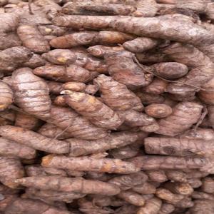 Rhizomes de curcuma frais en champ - épices aromates rhizomes de curcuma frais,  d'une excellente couleur de chaire et bio ayant respecté l'itinéraire technique pour un produit de qualité 