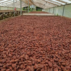 Du cacao à vendre depuis le Cameroun  - café cacao thé  du cacao à vendre depuis le cameroun.-- intéressé,  veuillez nous ecrivez  et nous vous répondrons.