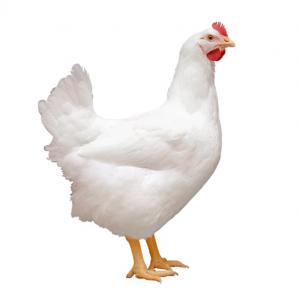 Poulet de fermier surgelé ou autre conditionnemen - viandes et oeufs bonjour, ----je suis à la recherche de partenaires et courtiers en afrique ayant une grande expérience afin d'écouler plusieurs containers de 40 pied par mois,  mon partenaire et courtier aura un contrat avec moi et sera évidemment grassement payé pour trouver des ac