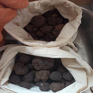 TRUFFE NOIRE - champignon levure nous sommes trufficulteurs espagnols à 88km de teruel .--nous cultivons la truffe noire   tuber mélanosporum  de qualités extra et catégorie 1 et 2 depuis quelques années.--nous recherchons des acheteurs sur la france pour étoffer nos ventes. notre productio