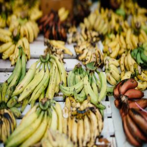 Bananes plantains bio  du Togo - fruits et légumes bonjour à tous, --nouvelle entrepreneure dans le domaine,  je crois que la terre ne trompe jamais. et pour preuve,  avec des partenaires dynamiques,  on a commencé la culture de bananes plantains bio dans une région naturellement très fertile du togo où on n'a meme pas besoin