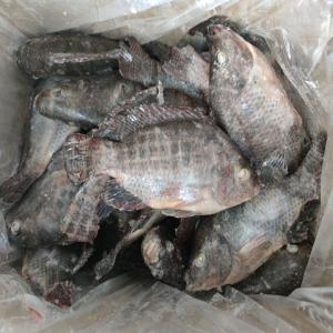 TILAPIA - fish tilapia congelé wr, iqf 80% n, w en vrac 10 kg/ctn--cnf abidjan--300-500 = 1, 43 $/kg--500-800 = 1, 80$/kg--800+ = 1, 83 $/kg----40 fcl mininum ----and our payemnts would be work as 30% deposit ，balance against scan copy of shipping docus---- loading time-25 days after deposit--and all fish