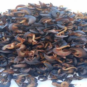 Dried African Garden Snails Available - other dried snails available for sale local and international. contact me for more details. shells are also available as well and not leaving out the snail slime. we offer good prices for all our products and we guarantee quality and quality of service.