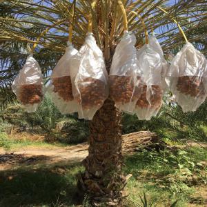 Dattes deglet enour Tunisie/ Tunisian Dates  - fruits et légumes bonjour--nous sommes producteur exportateur des dattes et dérivés deglet enour tunisienne. --nous avons nos propres palmiers et nous exportons par tout dans le monde. --toutes les quantités demandés sont disponibles. --le à le choix de choisir l'emballage qui convi