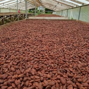 Cacao à vendre aux clients mondiaux en vrac!.