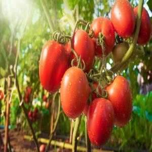 vente tomate  - fruits et légumes bonjour,  nous somme une société d'export/import,  on dispose des tomate fraîche  de meilleur qualité et avec de prix compétitif.--origine- tunisie--quantité- illimité-- si vous etes intéresser n’hésiter pas de nous contacter sur whatsapp o