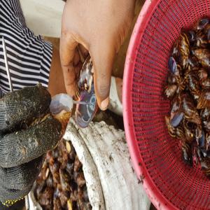 Snails Slime at good rates - live animals we have available for sale snail slime and we extract snail slime from african garden snails. if you are interested in purchasing from us,  contact me. our price is affordable and negotiable too,  small quantity sample is available for testing and confirming quality. we send sample via dhl or post off