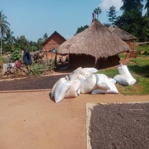 Café cacao  - café cacao thé recherche transitaire sur bangui centre afrique pour acheminer mes produits au maroc--matière première tel que le café robusta cacao noix de cajou 